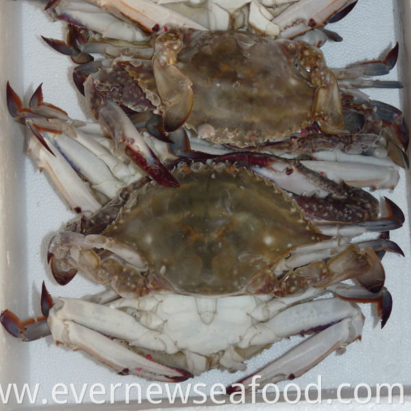 Frozen cut swimming crab seafood